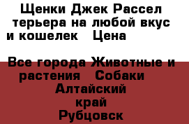 Щенки Джек Рассел терьера на любой вкус и кошелек › Цена ­ 13 000 - Все города Животные и растения » Собаки   . Алтайский край,Рубцовск г.